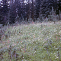 Alpine Meadow on Mt. Ranier