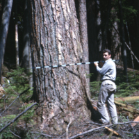 Douglas Fir, 350 years old