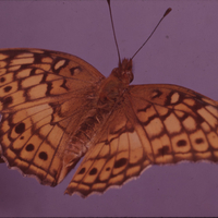 Variegated fritillary
