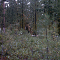 Natural Regeneration of Pine
