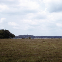 The forest at New Forest